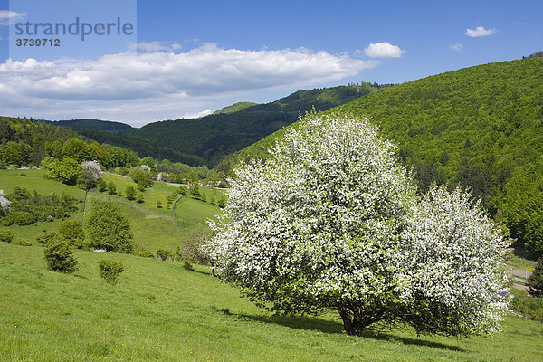 Frühlingslandschaft in Sidonie  Bile Karpaty  Naturschutzgebiet Weiße Karpaten  Zlin-Distrikt  Mähren  Tschechische Republik  Europa