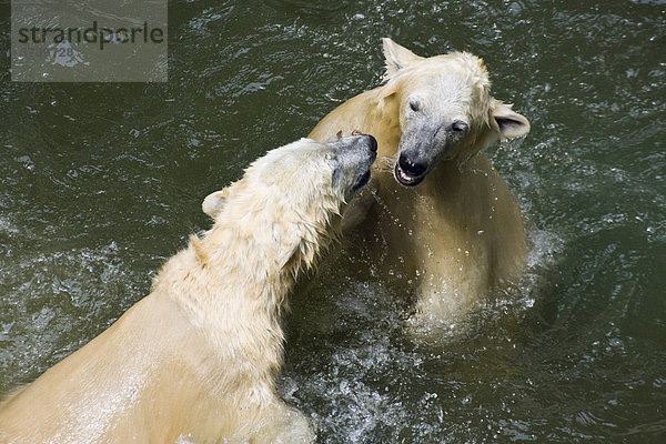 Eisbären (Ursus maritimus  Thalarctos maritimus)  Junge kämpfen spielend im Wasser