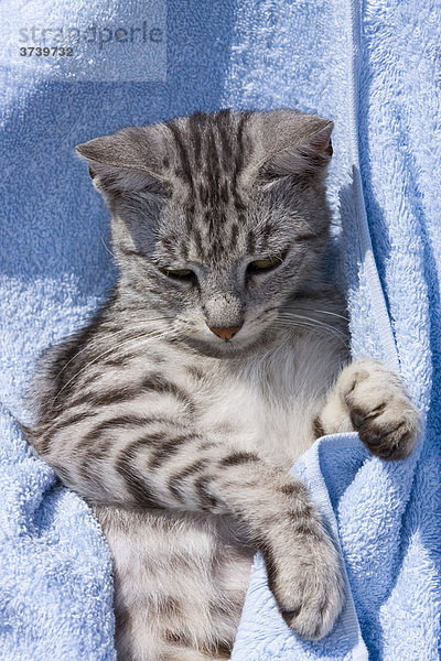 Getigerte Katze in Handtuch eingewickelt