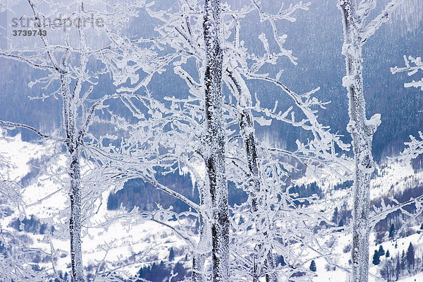 Winter auf dem Klak Berg  Mala Fatra Gebirge  Naturschutzgebiet  Slovakei  Europa