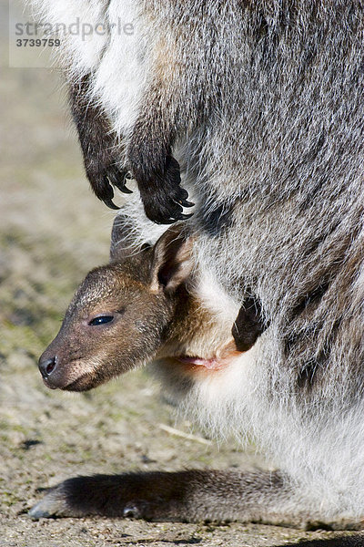 Rotnackenwallaby (Macropus rufogriseus  Wallabia rufogrisea) mit Jungem im Beutel