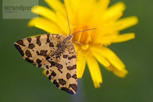 Pantherspanner oder Gelbe Fleckenspanner (Pseudopanthera macularia) auf gelber Blüte  Zapechova  Biele Karpaty  Weiße Karpaten Naturschutzgebiet  Slowakei  Mitteleuropa