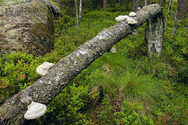 Umgestürzter Baum  Nationalpark Tiveden  Schweden  Skandinavien  Europa