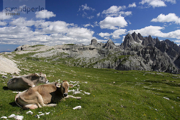 Kühe  Forc. Longeres  Naturpark Sextener Dolomiten  Alpen  Italien  Europa