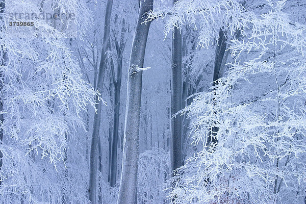 Buchenwald im Winter in Planavy  Bile Karpaty  Weiße Karpaten  Naturschutzgebiet  Mähren  Tschechische Republik  Europa