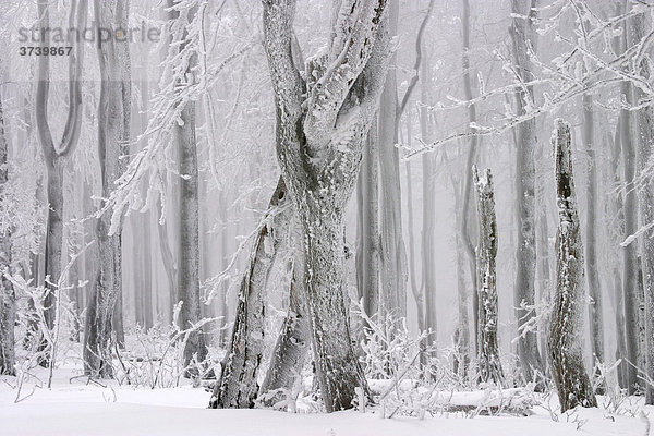 Buchenwald im Winter  Nationale Wildnisregion Javorina  Bile Karpaty  Weiße Karpaten  Naturschutzgebiet  Mähren  Tschechische Republik  Europa