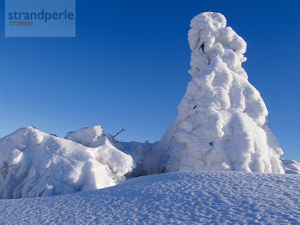 Schneebedeckte Bäume auf dem Radhost-Gipfel  Landschaftsschutzgebiet Beskiden  Nord-Mähren  Tschechische Republik  Europa