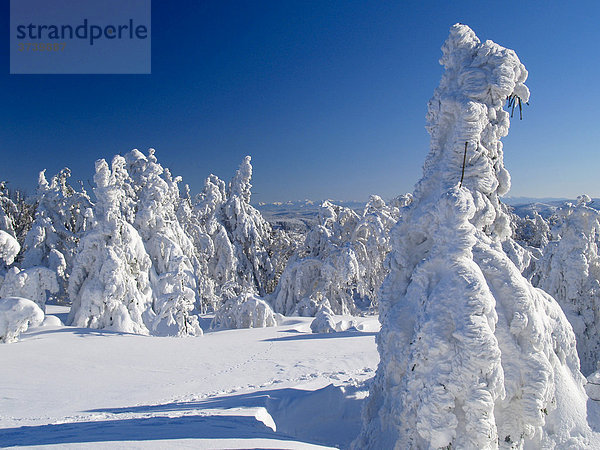 Schneebedeckte Bäume auf dem Radhost-Gipfel  Landschaftsschutzgebiet Beskiden  Nord-Mähren  Tschechische Republik  Europa