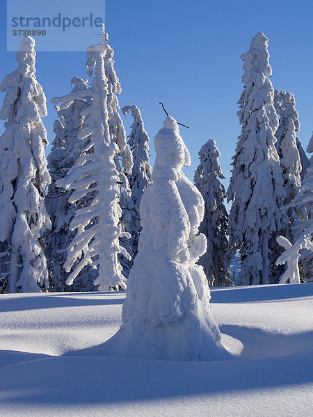 Schneebedeckte Bäume auf dem Knehyne Gipfel  Landschaftsschutzgebiet Beskiden  Nord-Mähren  Tschechische Republik  Europa