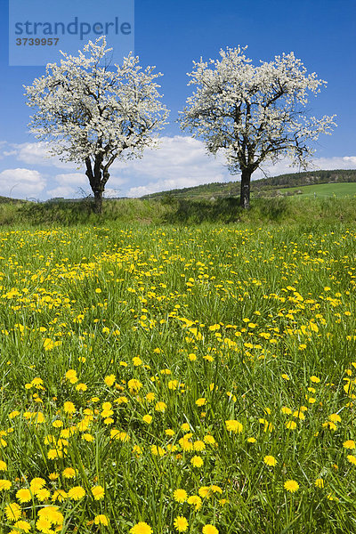 Frühlingslandschaft mit blühenden Bäumen und Löwenzahn bei Stitna nad Vlari  Bile Karpaty  Weiße Karpaten  Naturschutzgebiet  Mähren  Tschechische Republik  Europa