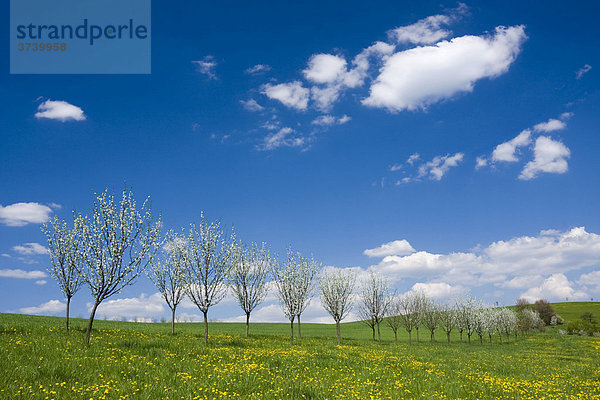 Frühlingslandschaft mit blühenden Bäumen bei Stitna nad Vlari  Bile Karpaty  Weiße Karpaten  Naturschutzgebiet  Mähren  Tschechische Republik  Europa