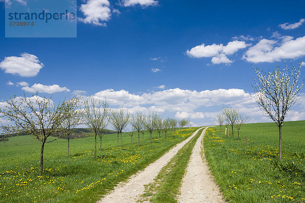 Frühlingslandschaft mit Schotterstraße und blühenden Bäumen bei Stitna nad Vlari  Bile Karpaty  Weiße Karpaten  Naturschutzgebiet  Mähren  Tschechische Republik  Europa