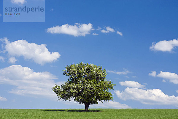 Frühlingslandschaft bei Louka  Bile Karpaty  Naturschutzgebiet Weiße Karpaten  Mähren  Tschechien  Europa