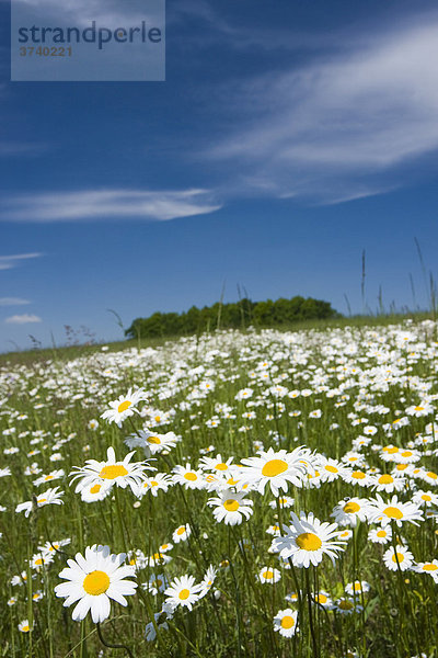 Magerwiesen-Margeriten (Leucanthemum vulgare  Chrysanthemum leucanthemum  Leucanthemum leucanthemum  Leucanthemum vulgare) auf Vyzkum Hügel  Bile Karpaty  Naturschutzgebiet Weiße Karpaten  Mähren  Tschechien  Europa