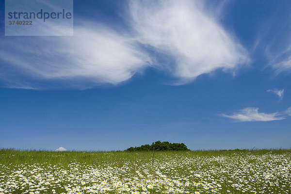 Magerwiesen-Margeriten (Leucanthemum vulgare  Chrysanthemum leucanthemum  Leucanthemum leucanthemum  Leucanthemum vulgare) auf Vyzkum Hügel  Bile Karpaty  Naturschutzgebiet Weiße Karpaten  Mähren  Tschechien  Europa