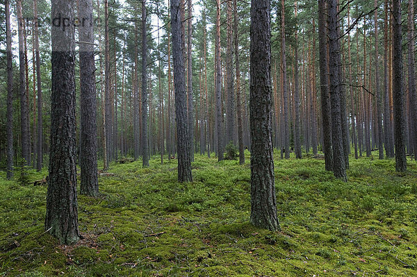 Aabla Raba  Kiefernwald im Lahemaa Nationalpark  Estland  Baltikum  Nordosteuropa