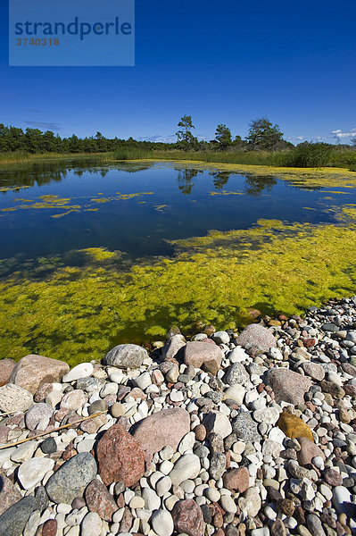 Harilaid Peninsula  Vilsandi National Park  Saaremaa  Baltic Sea Island  Estonia  Baltic States  Northeast Europe