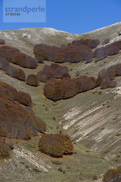 Herbstfärbung am Monte Calvo  Abruzzo  Abruzzen  Italien  Europa