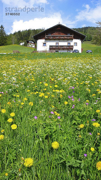 Grüne Wiese mit gelbem Löwenzahn vor Bauernhaus  Ellbögen  Tirol  Österreich  Europa