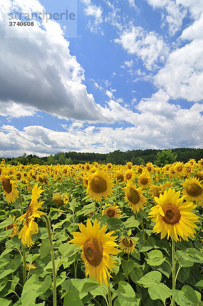 Sonnenblumenfeld in Niederösterreich  Österreich  Europa