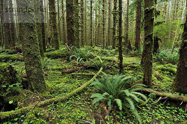 Farne und üppiger Bodenbewuchs im Regenwald  Olympic Nationalpark  Washington  USA  Nordamerika