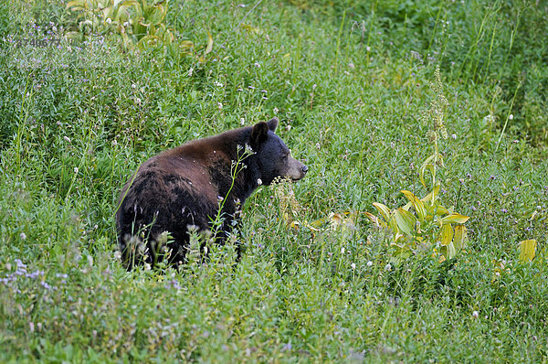 Schwarzbär (Ursus americanus) in einer Wiese  Mt. Rainier Nationalpark  Washington  USA  Nordamerika