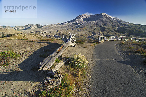 Durch Druckwelle bei Vulkanausbruch abgerissener Baumstamm neben den Weg  hinten rauchender Vulkankegel  National Volcanic Monument Statepark  Washington  USA  Nordamerika