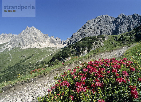 Wanderweg mit Alpenrosen in den Lechtaler Alpen  Tirol  Österreich  Europa