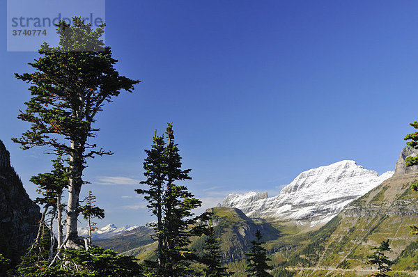 Textfreiraum  Logan Pass  Hauptbesuchspunkt im Glacier National Park  Montana  USA  Nordamerika