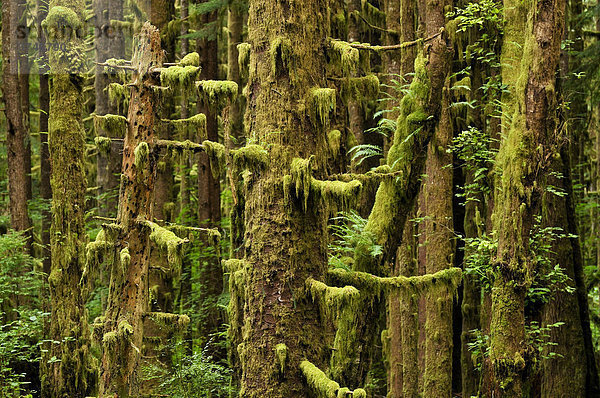 Bäume mit Flechten im Hoh Regenwald  Olympic Nationalpark  Washington  USA  Nordamerika