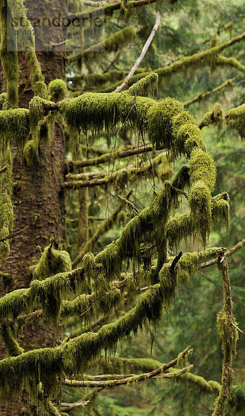 Äste mit Flechten im Hoh Regenwald  Olympic Nationalpark  Washington  USA  Nordamerika