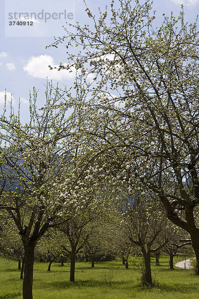 Kirschblüte (cerasus)  Andorra  Europa