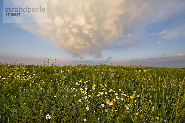 Margeriten und Wolkenstimmung  Niederösterreich  Österreich  Europa