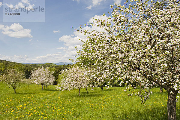 Blühende Apfelbäume  Bucklige Welt  Niederösterreich  Österreich  Europa