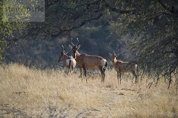 Kuhantilopen (Alcelaphus buselaphus)  Dan Viljoen Nationalpark  Namibia  Afrika