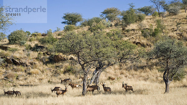 Kuhantilopen (Alcelaphus buselaphus)  Dan Viljoen Nationalpark  Namibia  Afrika