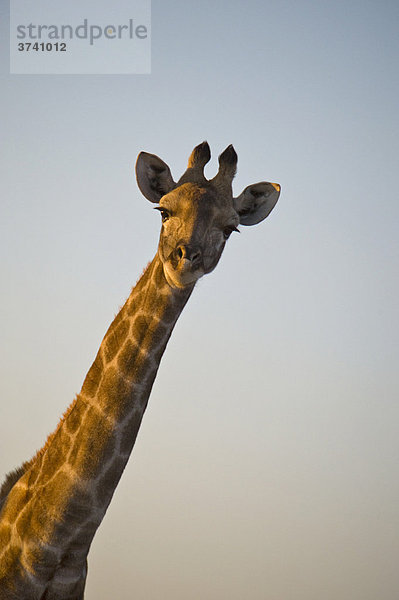 Giraffe (Giraffa camelopardalis)  Dan Viljoen Nationalpark  Namibia  Afrika