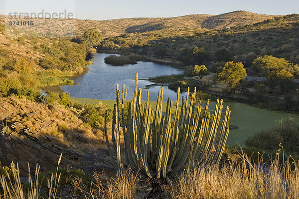 Augeigas Damm  Dan Viljoen Nationalpark  Namibia  Afrika