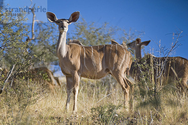 Großes Kudu (Tragelaphus strepsiceros)  Dan Viljoen Nationalpark  Namibia  Afrika