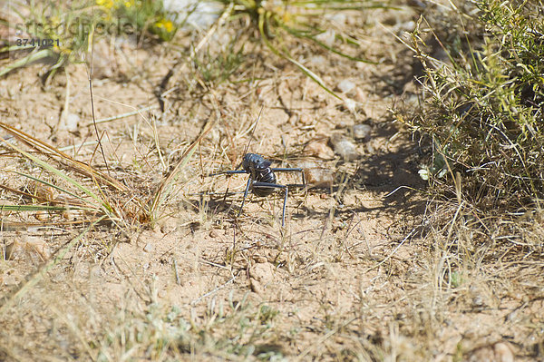 Grille (Tettigoniidae)  Namibia  Afrika