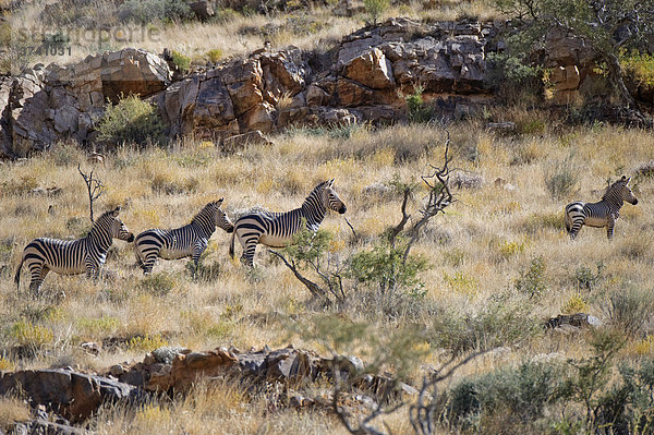 Hartmann's Bergzebra (Equus zebra hartmannae)  Naukluft-Berge  Namibia  Afrika Equus zebra  Bergzebra
