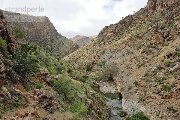 Köcherbaumschlucht  Naukluft-Berge  Namibia  Afrika