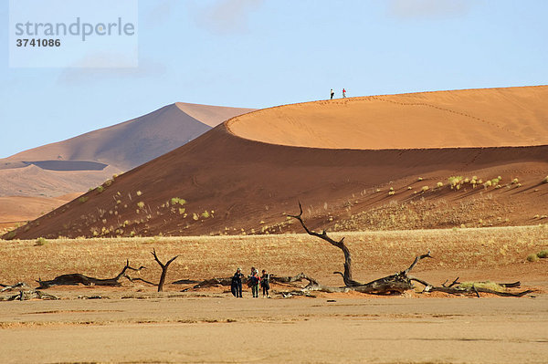 Abgestorbene Kameldornakazien (Acacia erioloba) im Deadvlei in der Namib  Namibia  Afrika