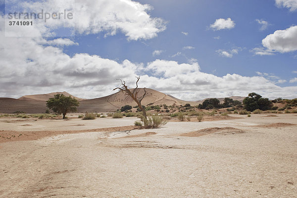 Pfanne des Sossusvlei in der Namib  Namibia  Afrika