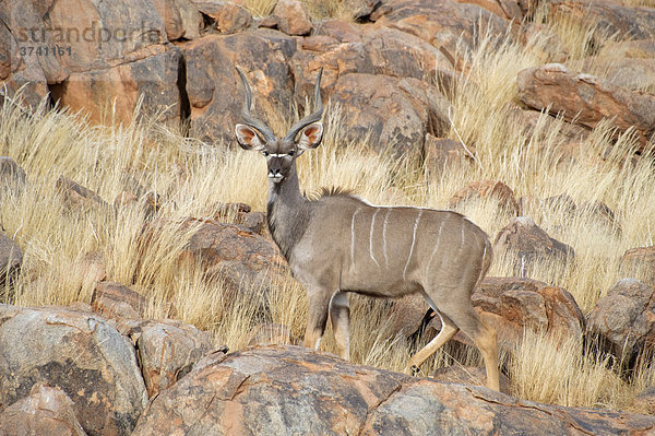 Großes Kudu (Tragelaphus strepsiceros)  Namibia  Afrika