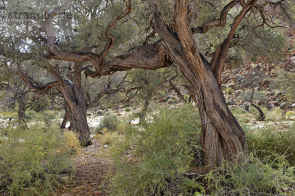 Bäume nahe der Namtib Gästefarm in den Tirasbergen  Namibia  Afrika