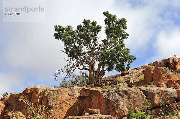 Baum  Felsen  Namtib Gästefarm in den Tirasbergen  Namibia  Afrika