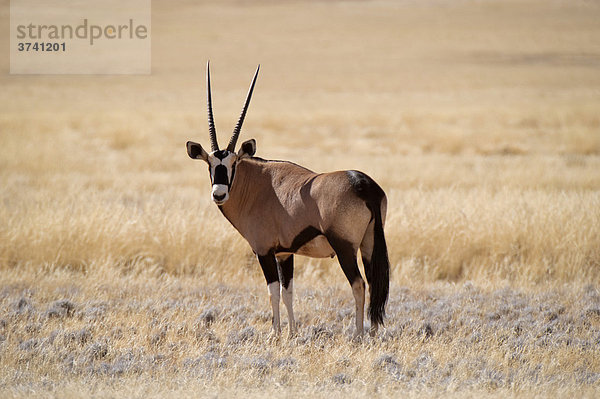 Oryx (Oryx gazella) am Rand der Namib an der D0707  Namibia  Afrika