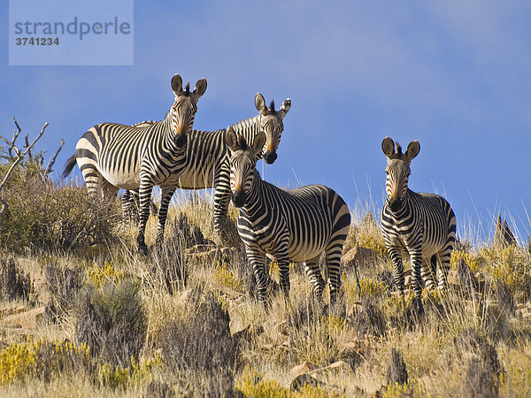 Hartmann's Bergzebras (Equus zebra hartmannae)  Naukluft-Berge  Namibia  Afrika Equus zebra  Bergzebra