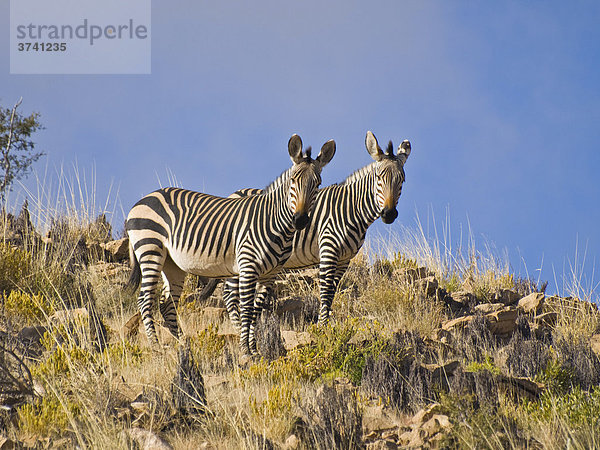 Hartmann's Bergzebras (Equus zebra hartmannae)  Naukluft-Berge  Namibia  Afrika Equus zebra  Bergzebra